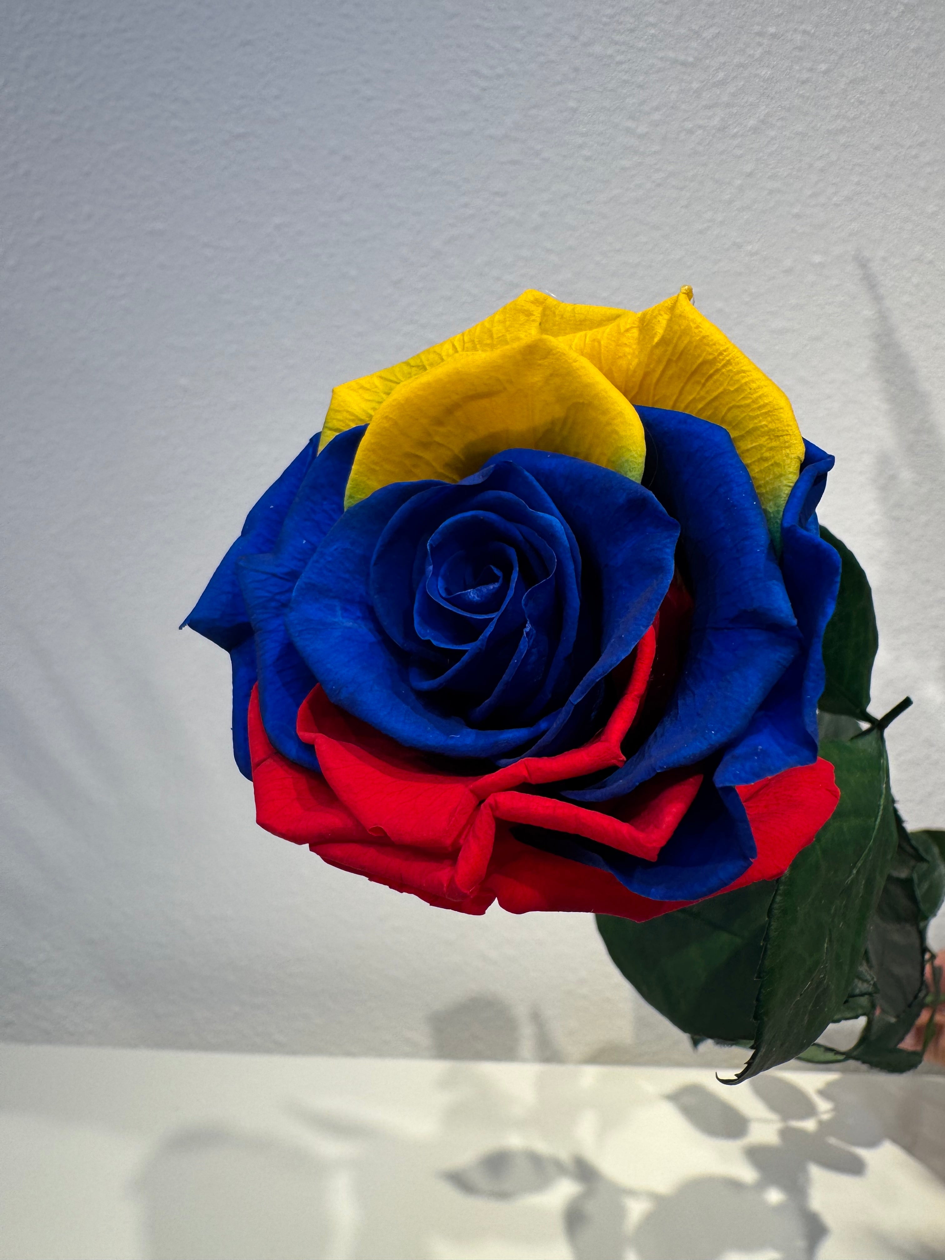 World Cup Roses!