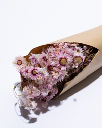 Bunch of dried pink rhodanthe flowers