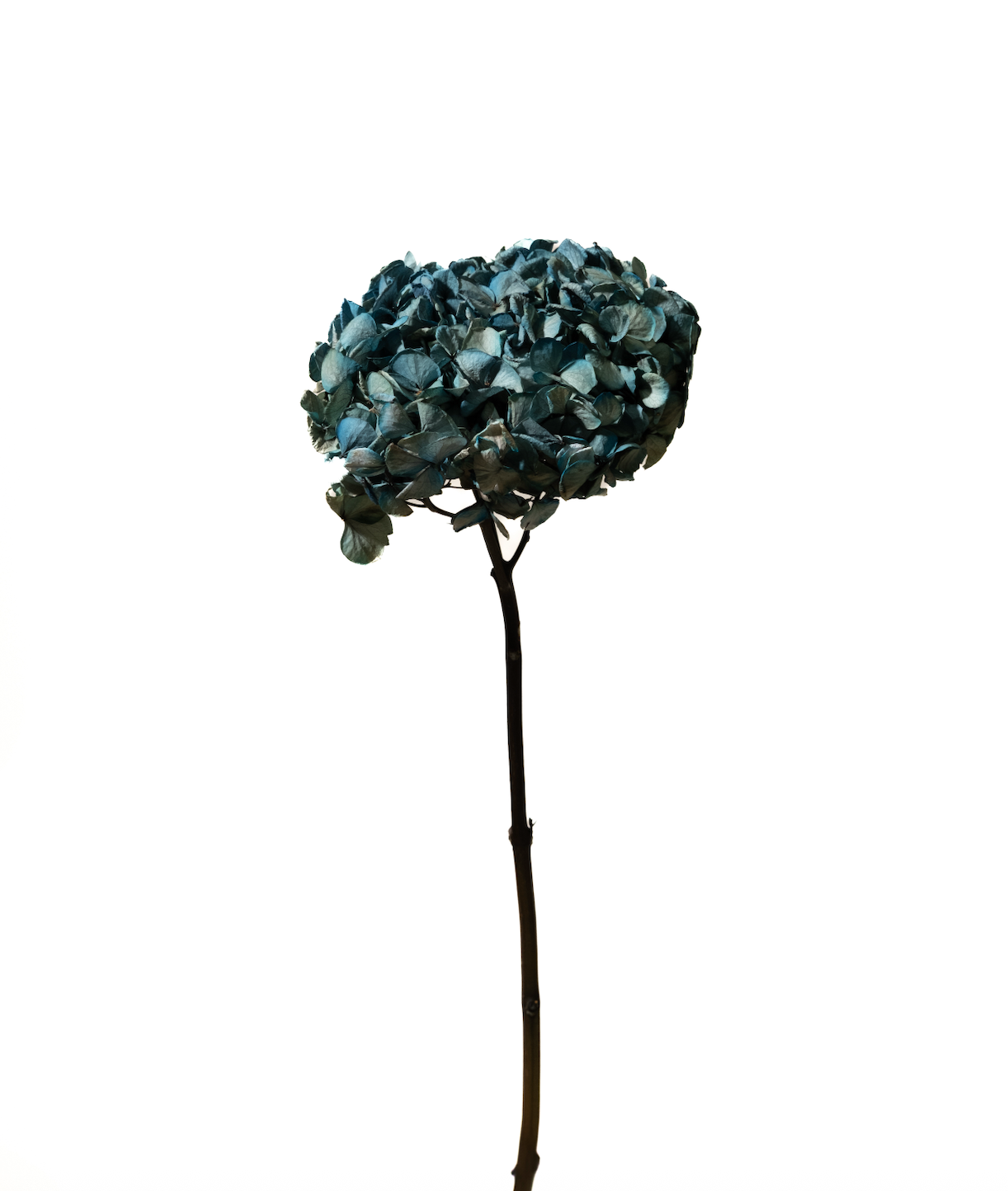 Hydrangeas