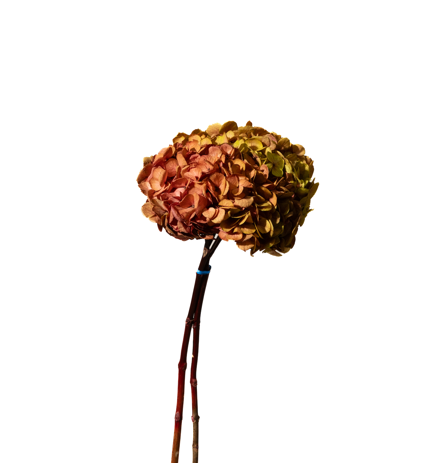 Hydrangeas