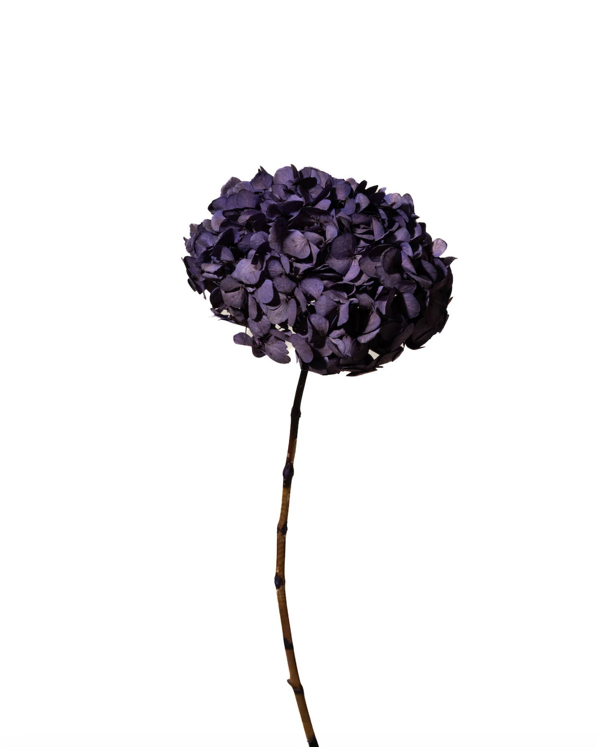 Hydrangeas
