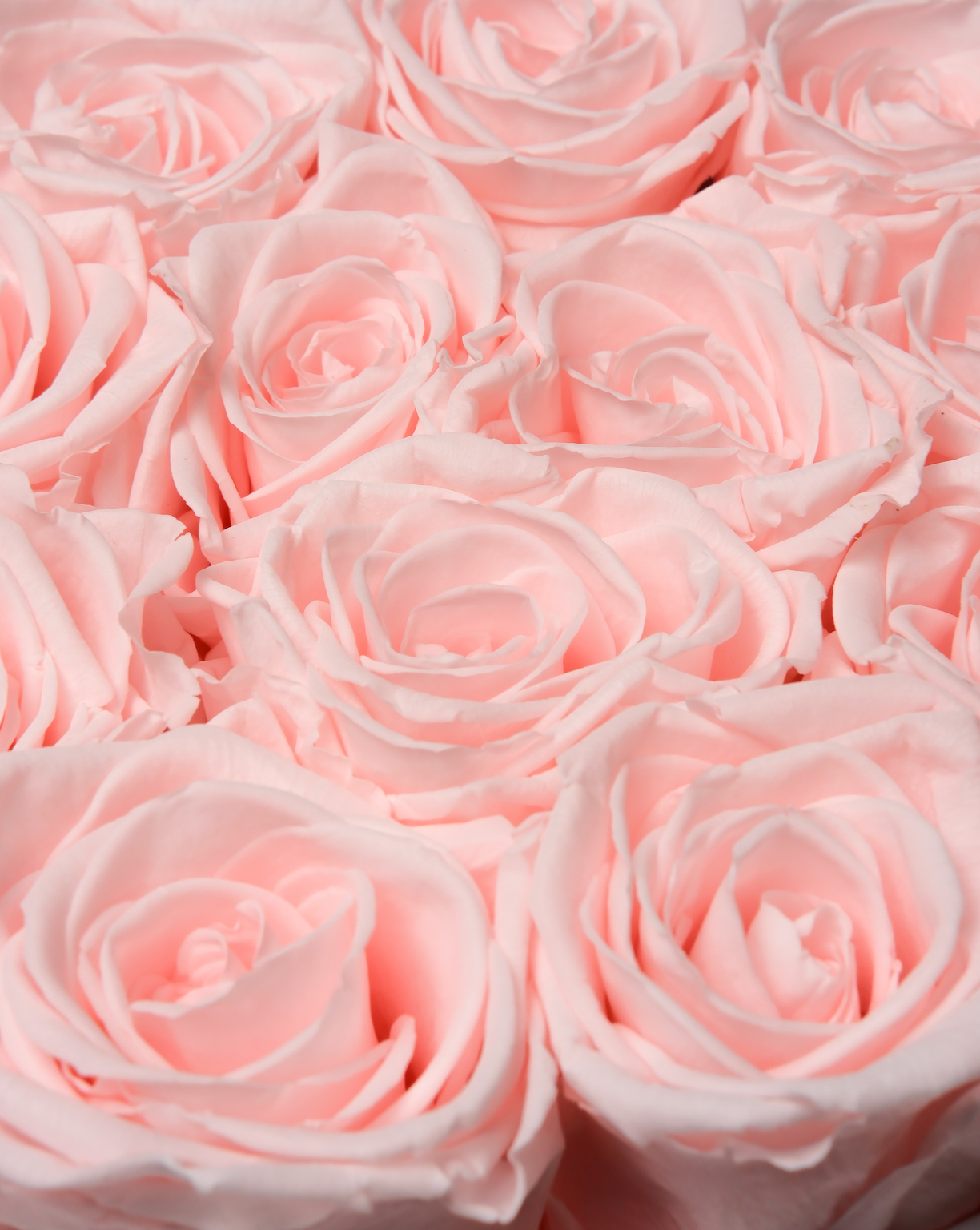 Hat Box - Pink Champagne